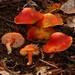 Scarlet Waxy Cap - Photo (c) Alan Rockefeller, some rights reserved (CC BY), uploaded by Alan Rockefeller