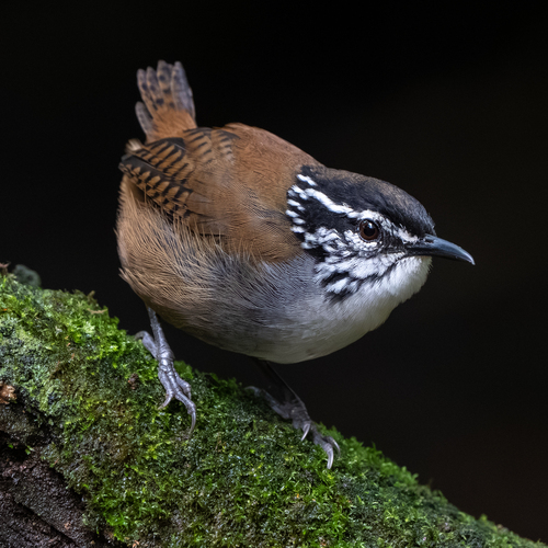 White-breasted Wood Wren (Henicorhina leucosticta), photo 9