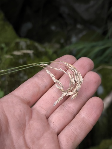 Poa radula iNat (3)