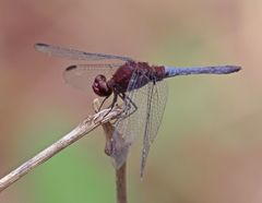 Erythrodiplax melanorubra