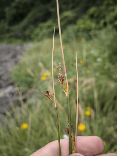 Juncus haenkei iNat (3)