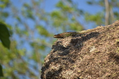 Tropidurus spinulosus