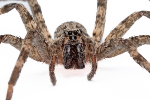 Nothroctenus