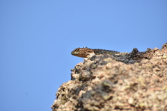 Tropidurus spinulosus