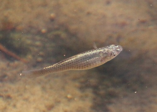 Molly Sailfin