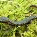 Longnose Mushroomtongue Salamander - Photo (c) 2006 Sean Michael Rovito, some rights reserved (CC BY-NC-SA)