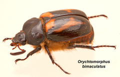 Oryctomorphus bimaculatus