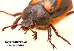 Oryctomorphus bimaculatus