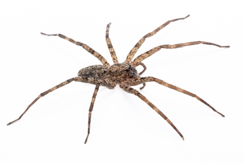 Nothroctenus marshi