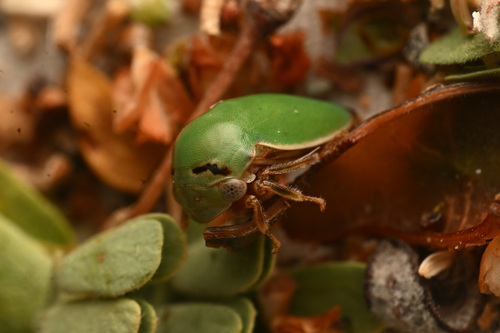 Stictopelta nova