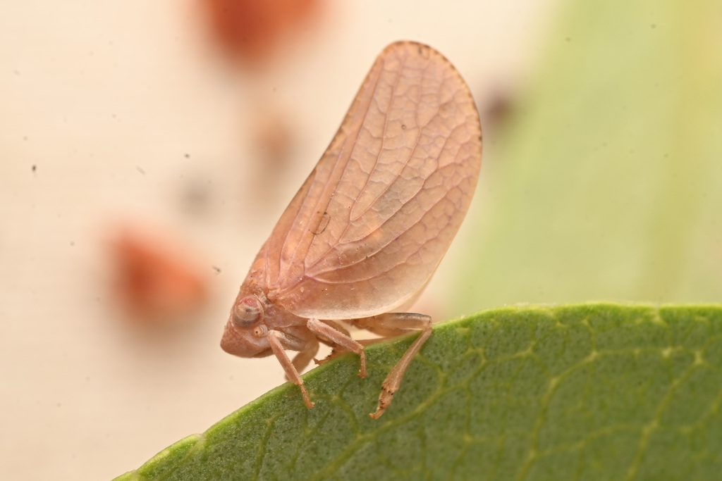 Acanalonia mollicula
