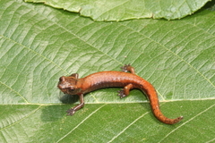 Long-Nosed Salamander photo 2