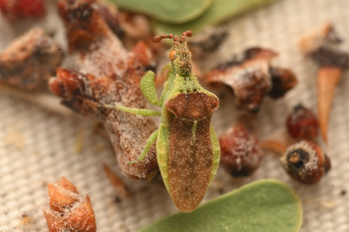 Lophoscutus uhleri