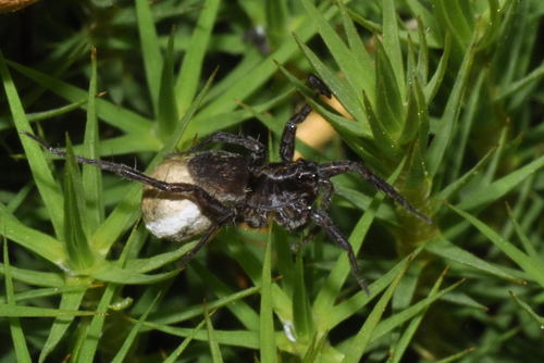 Common Wolf Spider