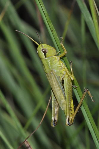 Water-meadow Grasshopper