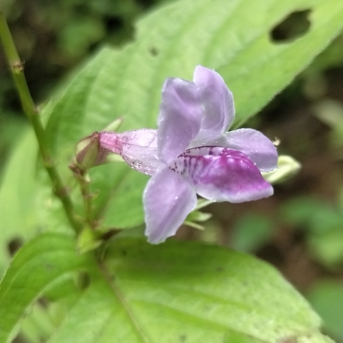Asystasia dalzelliana, photograph 5