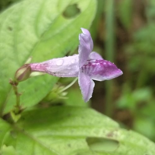 Asystasia dalzelliana, photograph 6