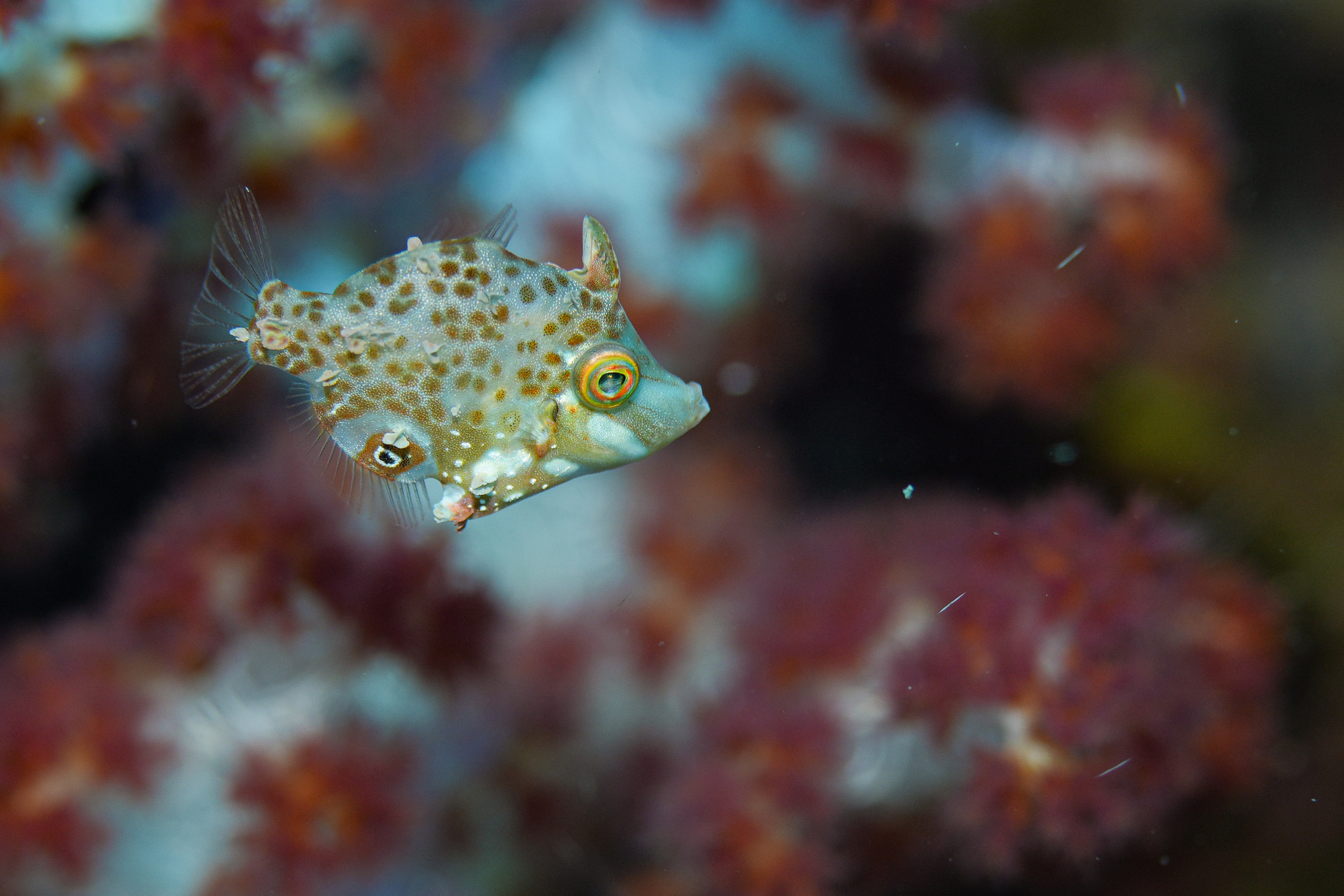 Little Filefish photo 3