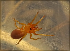 Orsolobidae