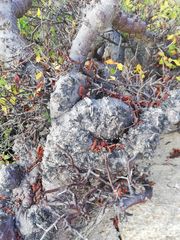 Amphipterygium glaucum