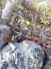 Amphipterygium glaucum