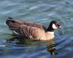 Branta hutchinsii leucopareia
