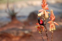 Chalcomitra senegalensis gutturalis