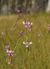 Diuris daltonii