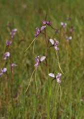 Diuris daltonii