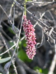 Persicaria maculosa