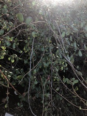 Ribes viburnifolium
