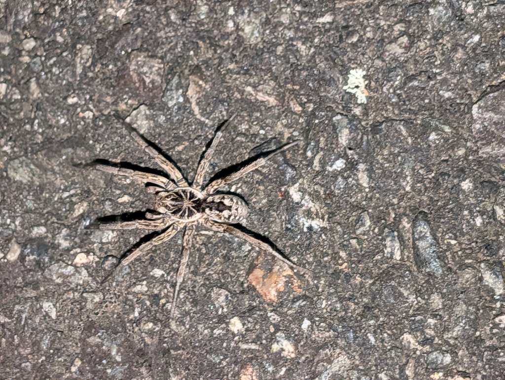 Unbanded Wolf Spider