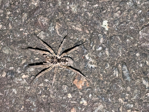 Unbanded Wolf Spider