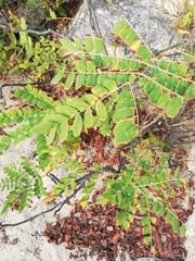 Amphipterygium glaucum