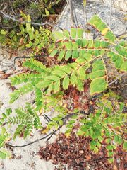 Amphipterygium glaucum