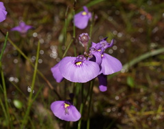 Utricularia beaugleholei