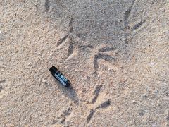 Cathartiformes