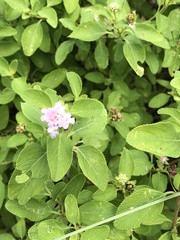 Lantana involucrata