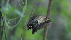 Caligo telamonius memnon