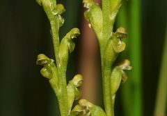 Microtis orbicularis