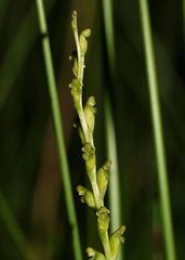 Microtis orbicularis