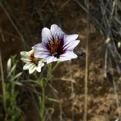 Salpiglossis sinuata