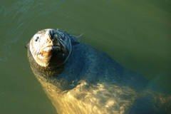 Arctocephalus pusillus pusillus