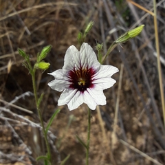 Salpiglossis sinuata