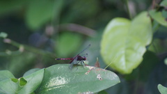 Erythrodiplax fervida