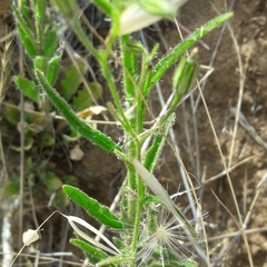 Salpiglossis sinuata