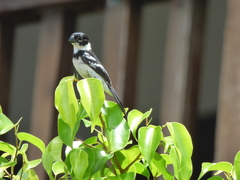 Sporophila morelleti