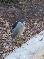 Nycticorax nycticorax image