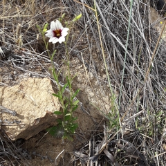 Salpiglossis sinuata