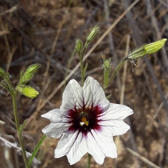Salpiglossis sinuata
